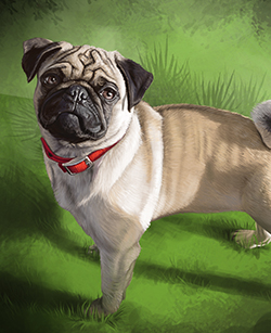 Custom Pug Portrait